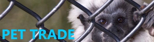 pet trade