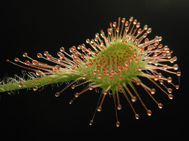 drosera_rotundifolia_leaf_petr_dlouhy drosera rotundifolia, sundew