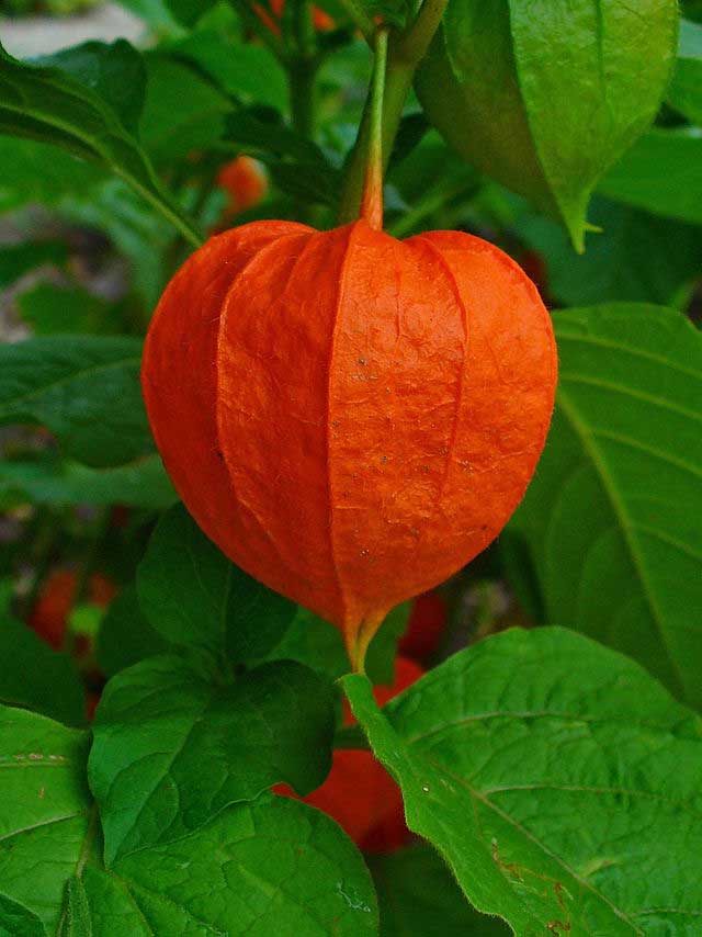 physalis_alkekengi_chinese_lantern_h_zell Chinese Lantern, physalis alkekengi