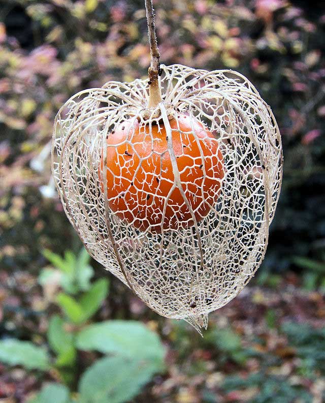 physalis_alkekengi_chinese_lantern_rasbak Chinese Lantern, physalis alkekengi
