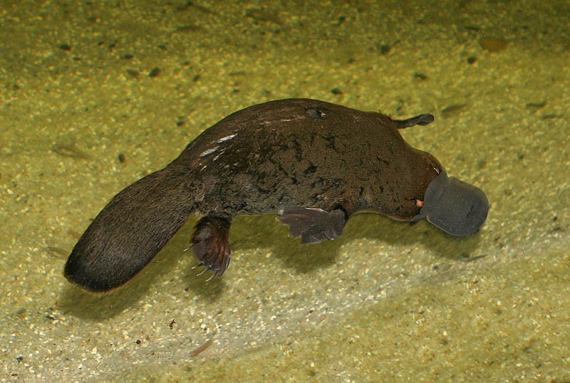 platypus_stefan_ kraft platypus