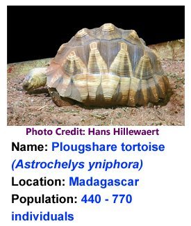 ploughshare_tortoise_hans_hillewaert