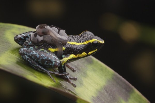 poison dart frog tadpoles on dad