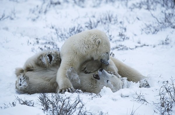 polar bear cubs playing