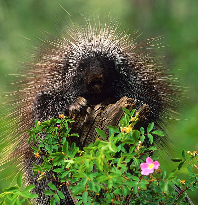 porcupine porcupine