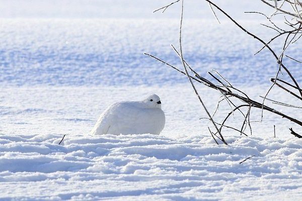 ptarmigan winter ptarmigan winter