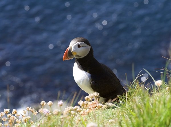 Atlantic puffin