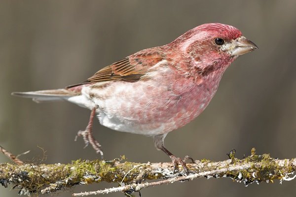 Purple Finch