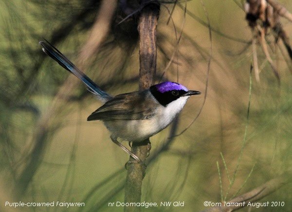 purple_crowned_fairywren_tom_tarrant purple-crowned fairy wren, Malurus coronatus