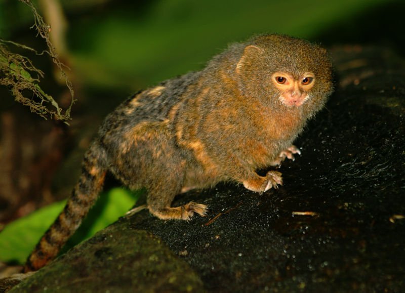 pygmy_marmoset_callithrix_pygmaea_photo_credit_Malene_thyseen pygmy marmoset, monkey, callithrix pygmaea