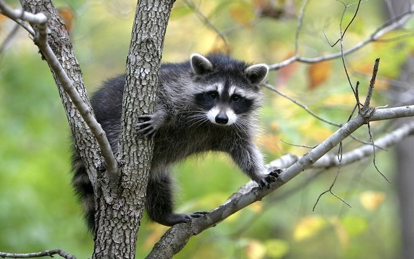 raccoon