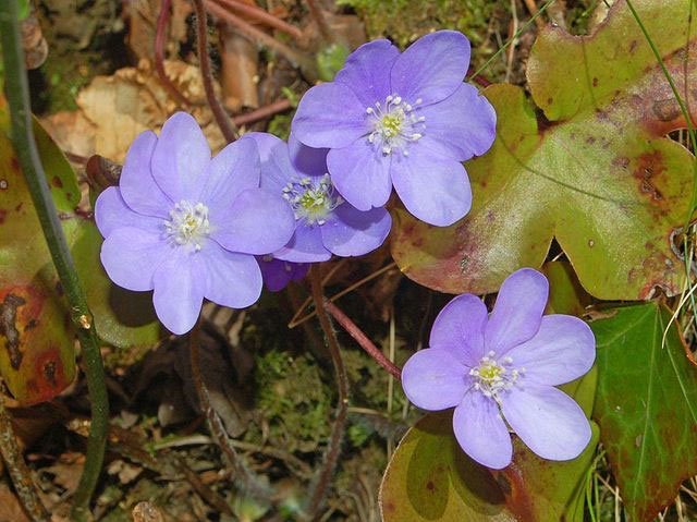 ranuncolaceae_anemone_hepatica_ettore_balocchi liverleaf, flower