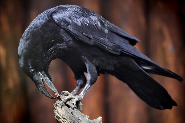 raven