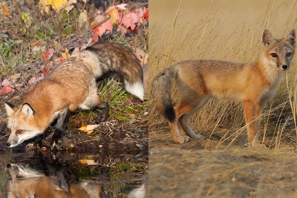 red fox and swift fox