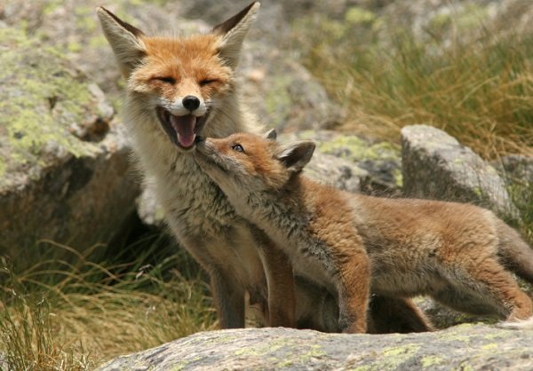 red fox smile mom and baby