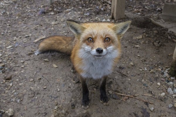 red fox stare