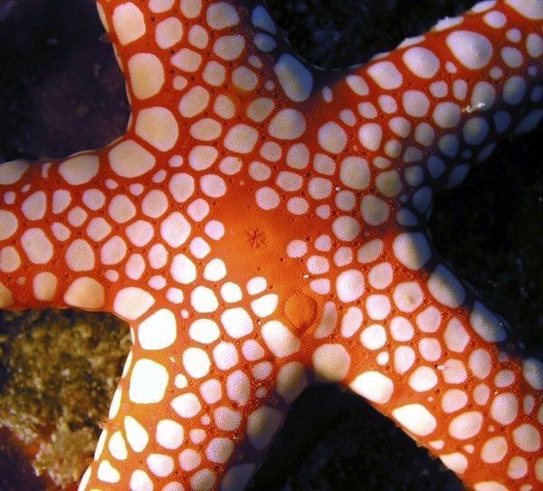 red sea star