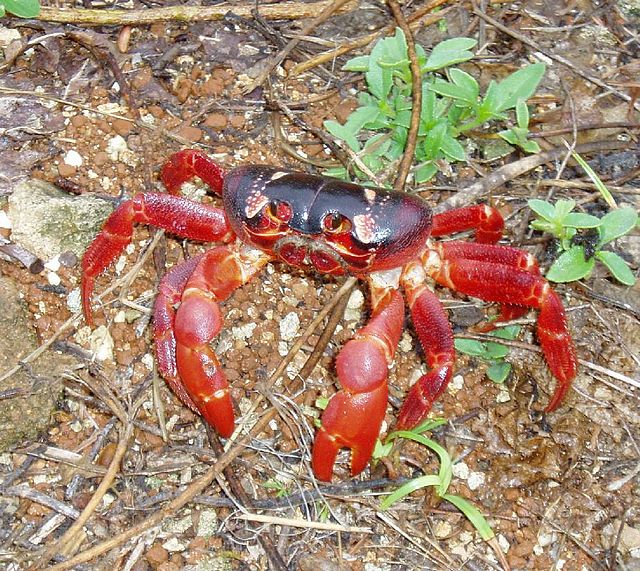red_crab_photo_credit_rebecca_dominguez red crab