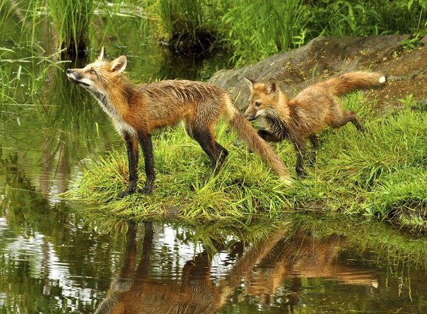 Red fox dad with young