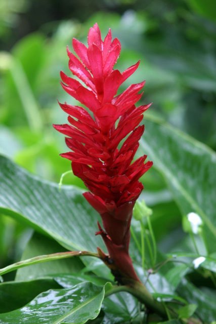 red_ginger_red Red ginger, red, Alpinia purpurata, plant, flower, ginger,