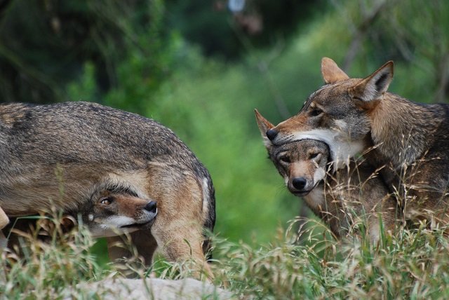 redwolf pups - laura kali