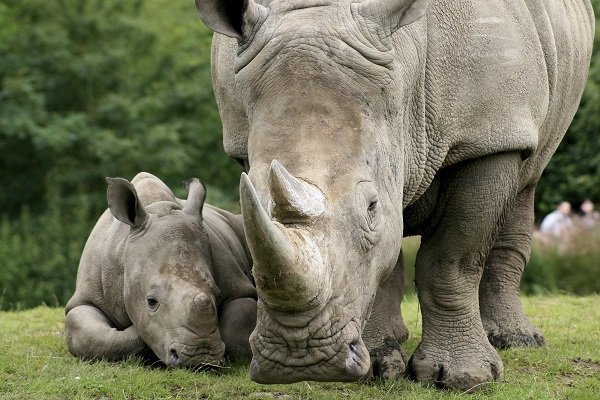 rhino family
