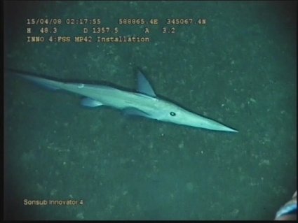 rhinochimaera_rob_curry rhinochimaera