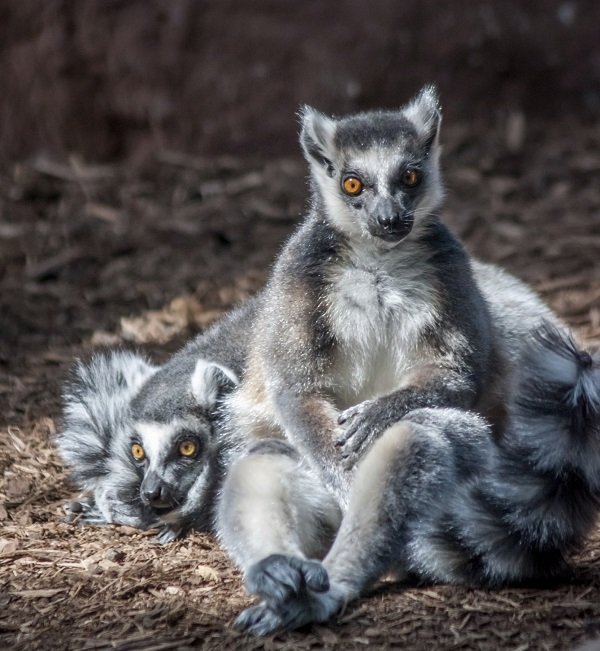 ring-tailed lemurs