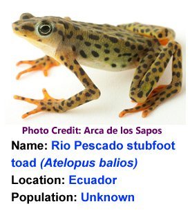 rio_pescado_stubfoot_toad_arca_de_los_sapos