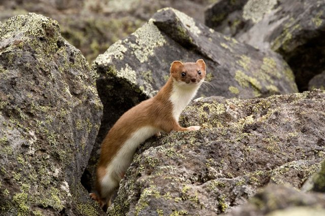 ermine short-tailed weasel, mustela erminea, ermine, stoat