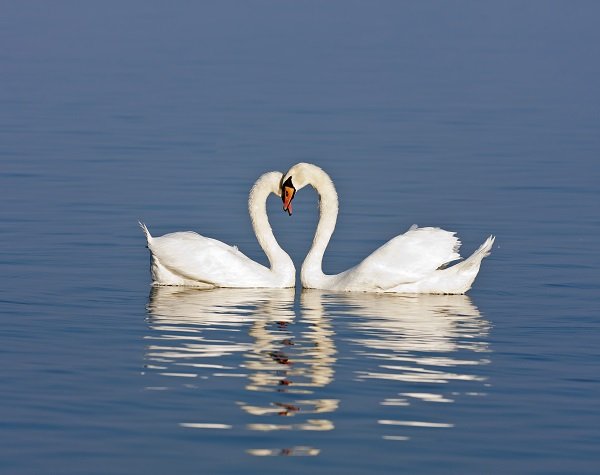 romantic swans