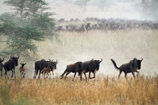 wildebeest migration wildebeest migration herd