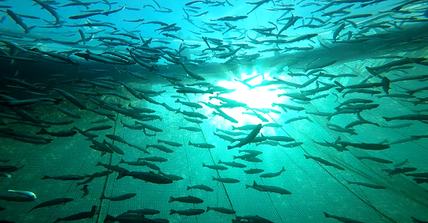 Protected Atlantic Salmon