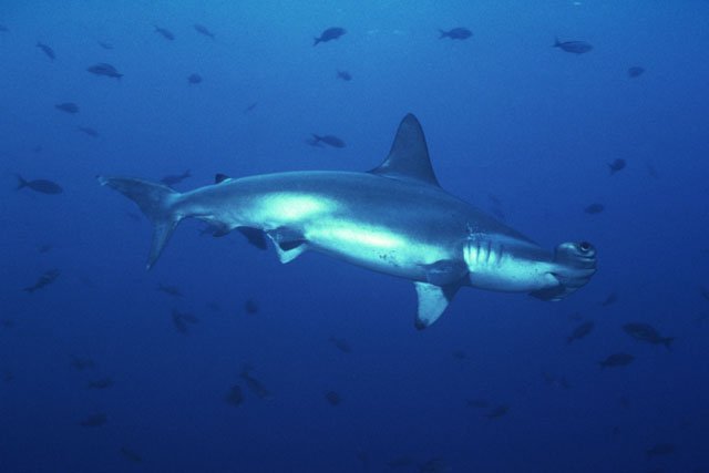scalloped_hammerhead_shark