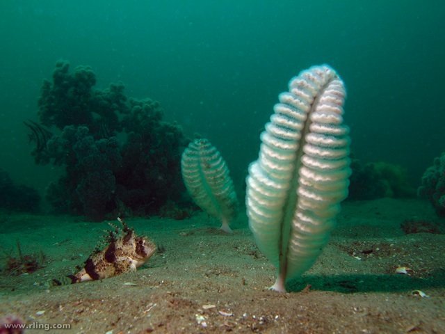 sea pen