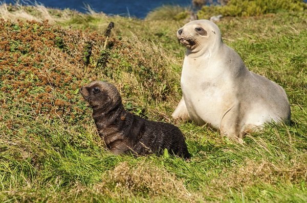 seal family