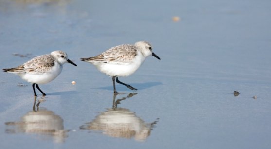 semipalmated_sandpiper semipalmated sandpiper
