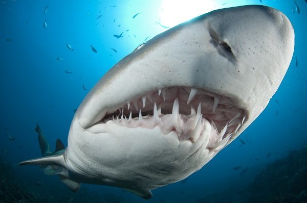 shark_teeth