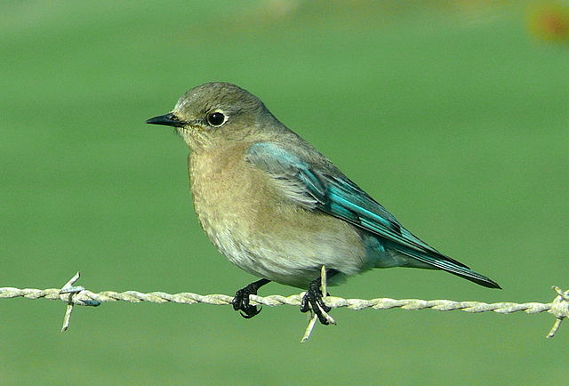 sialia_currucoides_female_linda_tanner mountain bluebird, female, sialia currucoides