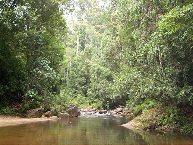 sinharaja_chamal_n sinharaja