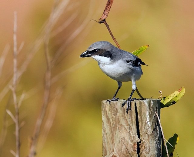 Eastern loggerhead shrike Eastern loggerhead shrike
