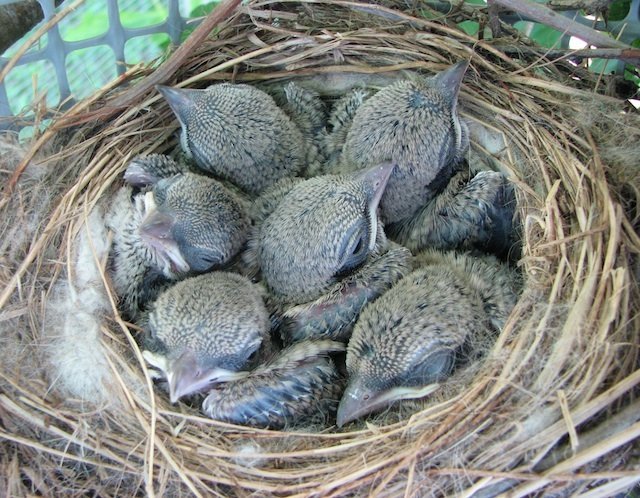 nest ful of shrikes nest ful of shrikes