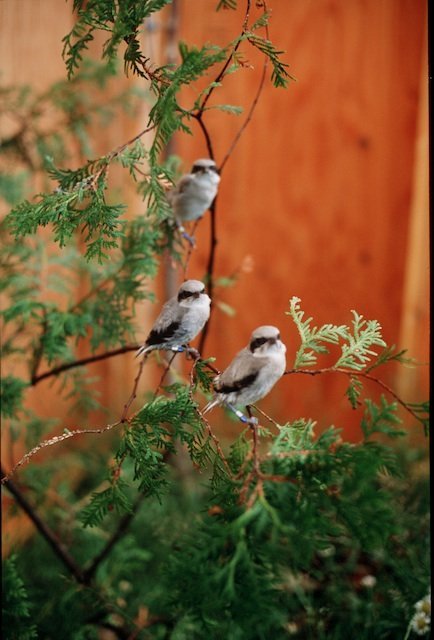 Eastern loggerhead shrike captive fledglings Eastern loggerhead shrike captive fledglings