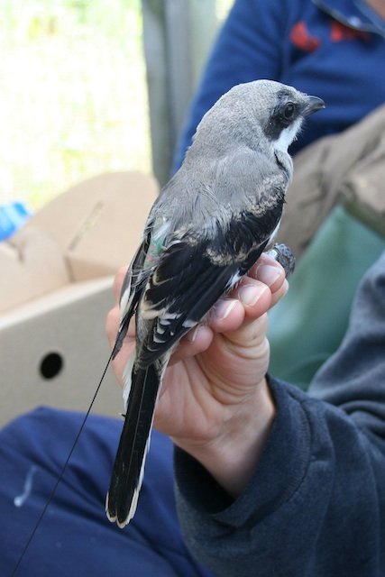 Tagged Eastern loggerhead shrike Tagged Eastern loggerhead shrike