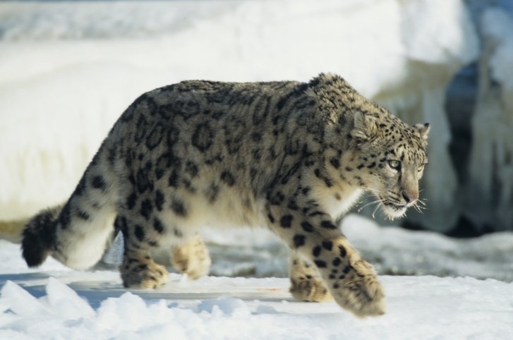 snow_leopard snow leopard