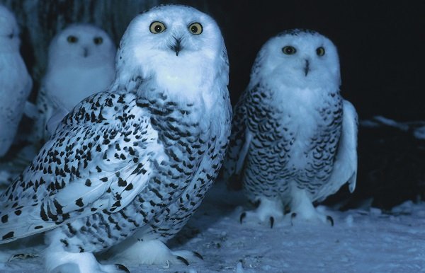 snowy owls at night
