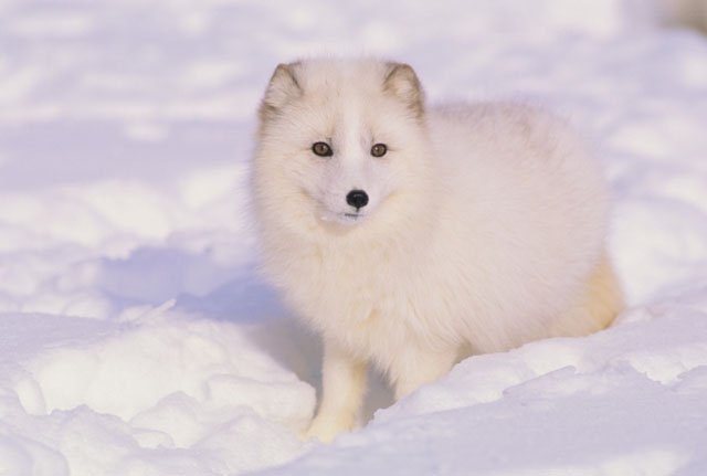 arctic fox in winter arctic fox winter snow