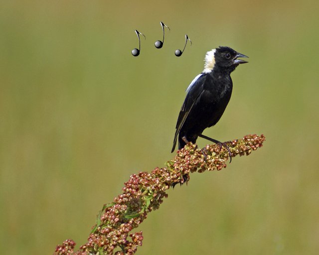 song - musical notes