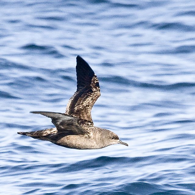 sooty_shearwater_photo_credit_mike_baird sooty shearwater bird flight