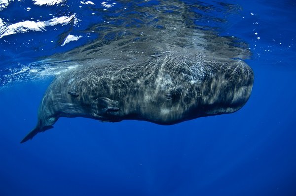 sperm whale underwater